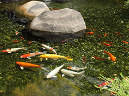 Koi Ponds/Water Features